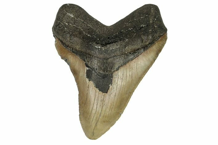 Fossil Megalodon Tooth - North Carolina #190644
